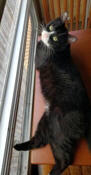 Rescue Domestic Short Hair Cats for Adoption in Rockaway, New Jersey - Ace RM | PetCurious