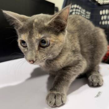 Etta -  Domestic Short Hair Cat for Adoption in Tampa, Florida - Etta | PetCurious
