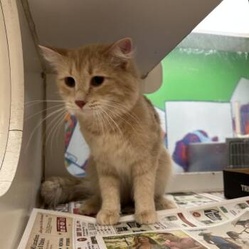 Toast -  Domestic Medium Hair Cat for Adoption in Cheyenne, Wyoming - Toast | PetCurious