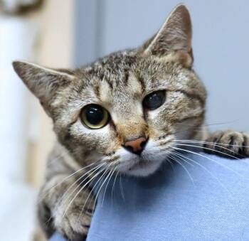 Mabel (AO36700) -  Domestic Short Hair Cat for Adoption in Kansas City, Kansas - Mabel (AO36700) | PetCurious