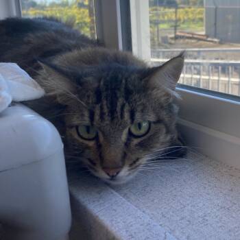 Rescue Domestic Medium Hair Cats for Adoption in St. Helena, California - Dashi | PetCurious