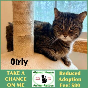 Domestic Short Hair and Torbie Cats Available for Adoption - Girly | PetCurious