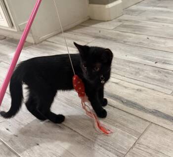 Red Patina -  Domestic Short Hair Cat for Adoption in Chandler, Arizona - Red Patina | PetCurious