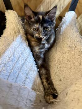 Lin -  Domestic Short Hair Cat for Adoption in Centerville, Georgia - Lin | PetCurious