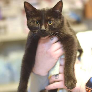 Judy -  Domestic Short Hair Cat for Adoption in Belleville, Illinois - Judy | PetCurious