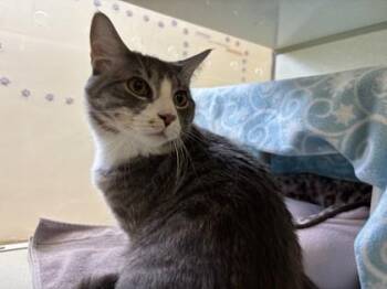 Cheesecake -  Domestic Short Hair Cat for Adoption in Schenectady, New York - Cheesecake | PetCurious