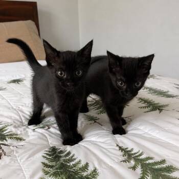 Nessie *adoption pending* (in Stevensville, MD) -  Domestic Short Hair Cat for Adoption - Nessie *adoption Pending* (in Stevensville, MD) | PetCurious