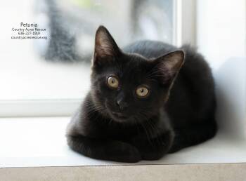 Petunia -  Domestic Short Hair Cat for Adoption in Ballwin, Missouri - Petunia | PetCurious
