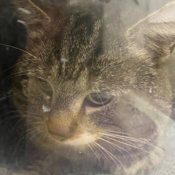 72674 -  Domestic Short Hair Cat for Adoption in Harrisonburg, Virginia - 72674 | PetCurious