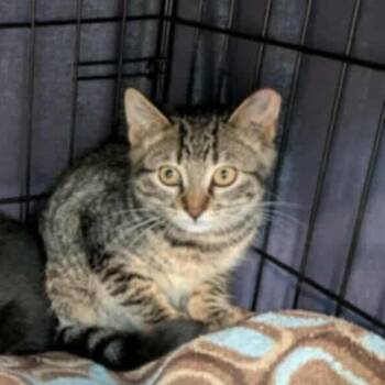 Rescue Domestic Short Hair Cats for Adoption in Saint Paul, Minnesota - Serena | PetCurious
