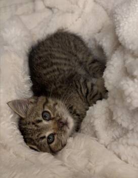 Jumanji -  Domestic Short Hair Cat Available for Adoption - Jumanji | PetCurious