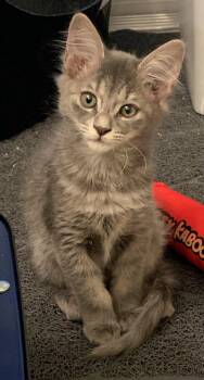 Cori (new) -  Domestic Medium Hair Cat for Adoption in Zephyrhills, Florida - Cori (new) | PetCurious