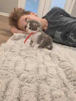 Marill -  Domestic Long Hair Cat for Adoption in Virginia Beach, Virginia - Marill | PetCurious