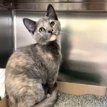 Salamander -  Domestic Short Hair Cat for Adoption in Richmond, Virginia - Salamander | PetCurious