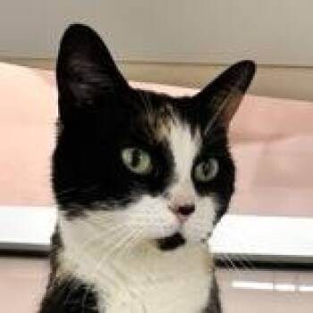 Domestic Short Hair Cats Available for Adoption - Wendy | PetCurious