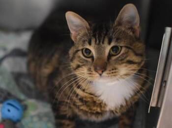 Manny -  Domestic Short Hair Cat for Adoption in Portland, Oregon - Manny | PetCurious