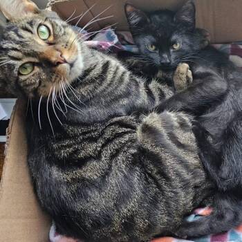 Rescue Domestic Short Hair Cats for Adoption in Richmond, Virginia - Oscar | PetCurious