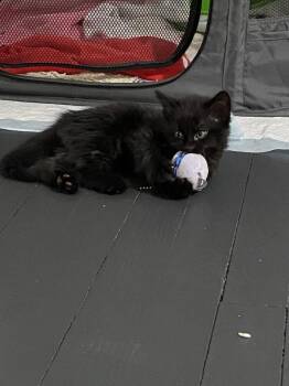Domestic Short Hair Cats Available for Adoption in Pomona, New York - Flame | PetCurious