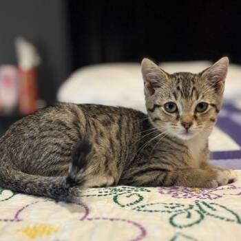 Rescue Domestic Short Hair Cats for Adoption in Springfield, Missouri - Mittens | PetCurious