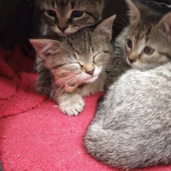 Piper and Praline (bonded sisters) -  Domestic Short Hair Cat for Adoption in Charleston, South Carolina - Piper And Praline (bonded Sisters) | PetCurious