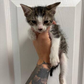 Domestic Short Hair Cats Available for Adoption in Webster, Texas - Nelson | PetCurious