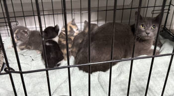 Rescue Domestic Short Hair Cats for Adoption in Frisco, Texas - Ares S. | PetCurious