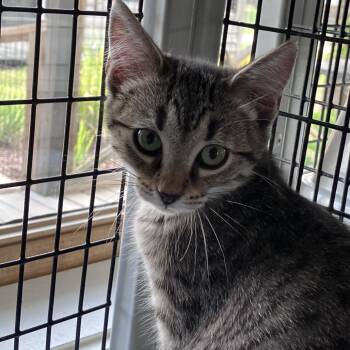 Journey -  American Shorthair Cat for Adoption in Freeport, Florida - Journey | PetCurious