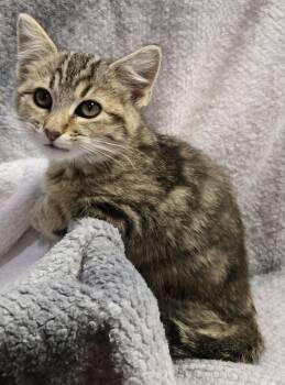 Lois -  Domestic Short Hair Cat for Adoption in Saint Charles, Missouri - Lois | PetCurious