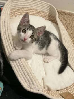 Elif -  Domestic Short Hair Cat for Adoption in Tucson, Arizona - Elif | PetCurious