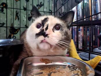 Ragweed -  Siamese Cat for Adoption in Portland, Oregon - Ragweed | PetCurious