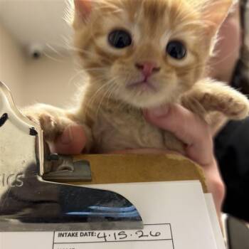 Caravaggio -  Domestic Short Hair Cat for Adoption in Tempe, Arizona - Caravaggio | PetCurious