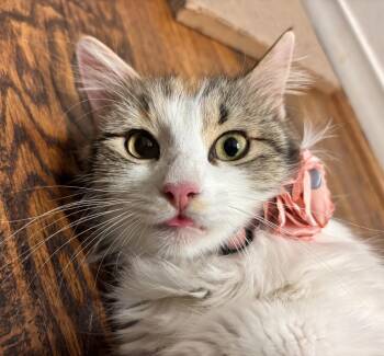 Gaga -  Domestic Long Hair Cat for Adoption in Richardson, Texas - Gaga | PetCurious