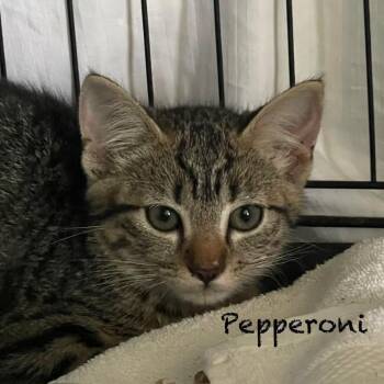 Pepperoni A26-140 -  Domestic Short Hair Cat for Adoption in Santa Rosa Beach, Florida - Pepperoni A26-140 | PetCurious