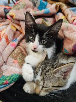 Rescue Domestic Short Hair Cats for Adoption in Bellevue, Nebraska - Linguine | PetCurious