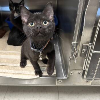 Rescue Domestic Short Hair Cats for Adoption in La Grange Park, Illinois - Erik | PetCurious