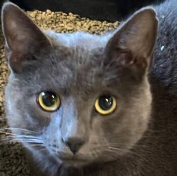 Domestic Short Hair Cats Available for Adoption in Elizabethton, Tennessee - DUSTY | PetCurious