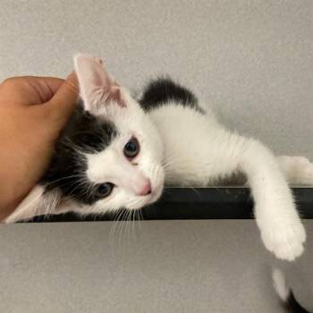 JUNIPER -  Domestic Short Hair Cat for Adoption in Aurora, Colorado - JUNIPER | PetCurious