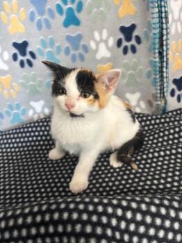 Domestic Short Hair Cats Available for Adoption in Wabash, Indiana - Ziggie | PetCurious
