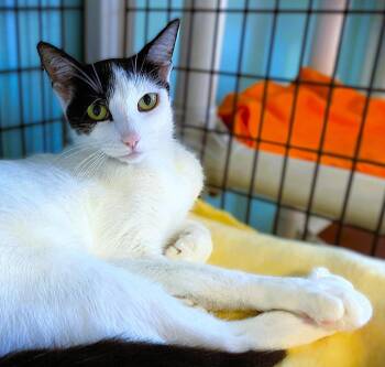 Kiki -  Domestic Short Hair Cat for Adoption in Seal Beach, California - Kiki | PetCurious