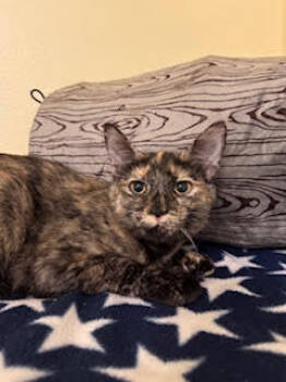 Rescue Tortoiseshell Cats for Adoption in Zephyrhills, Florida - Serena (6562) | PetCurious