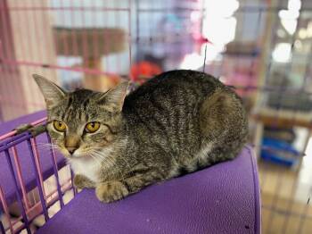 Rescue Domestic Short Hair Cats for Adoption in Westfield, New York - Selene | PetCurious