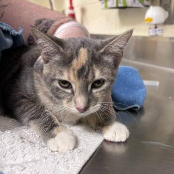 Grizelda -  Domestic Short Hair Cat for Adoption in Asheville, North Carolina - Grizelda | PetCurious