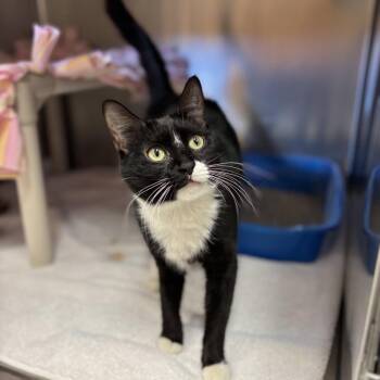 Domestic Short Hair Cats Available for Adoption in Fargo, North Dakota - Finch | PetCurious