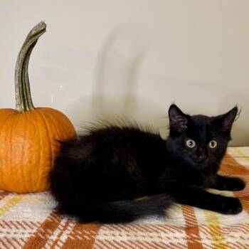 Riddler -  Domestic Medium Hair Cat for Adoption in Cumming, Georgia - Riddler | PetCurious