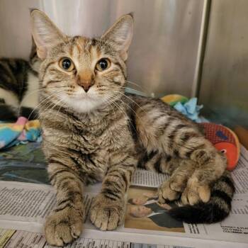 Lorna -  Domestic Short Hair Cat for Adoption in Columbia, Missouri - Lorna | PetCurious