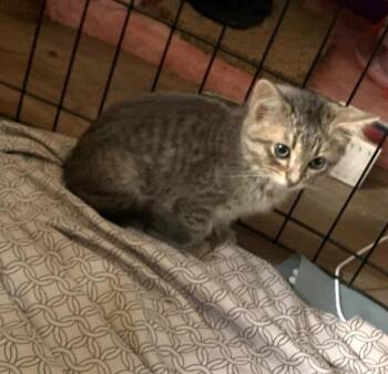 Nimbus -  Domestic Short Hair Cat for Adoption in North Babylon, New York - Nimbus | PetCurious