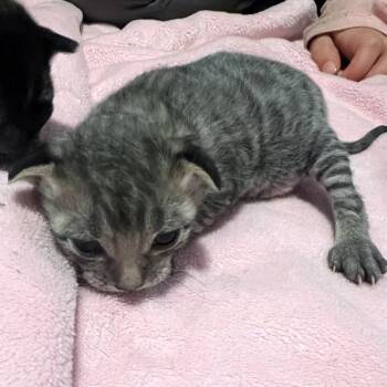 Mist (Storm) -  Domestic Short Hair Cat for Adoption in Chilliwack, British Columbia - Mist (Storm) | PetCurious
