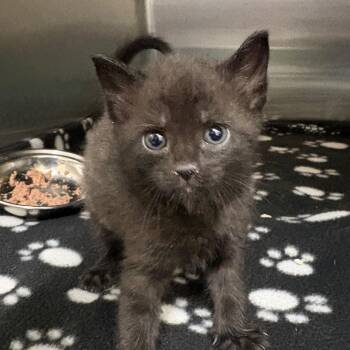 Mirror-Key 28567 -  Domestic Short Hair Cat for Adoption in Middleburg, Florida - Mirror-Key 28567 | PetCurious