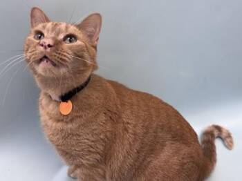 Tarzan -  Domestic Short Hair Cat for Adoption in Woodbury, Minnesota - Tarzan | PetCurious