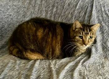 Rescue Domestic Short Hair Cats for Adoption in Seven Valleys, Pennsylvania - Maya, Dionne, & Bugs | PetCurious